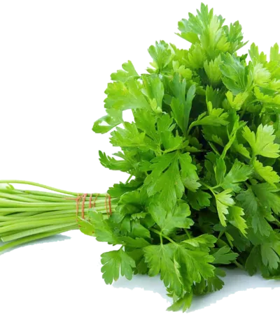Pietruszka Świeża
