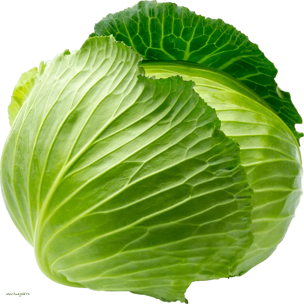Kapusta Biała